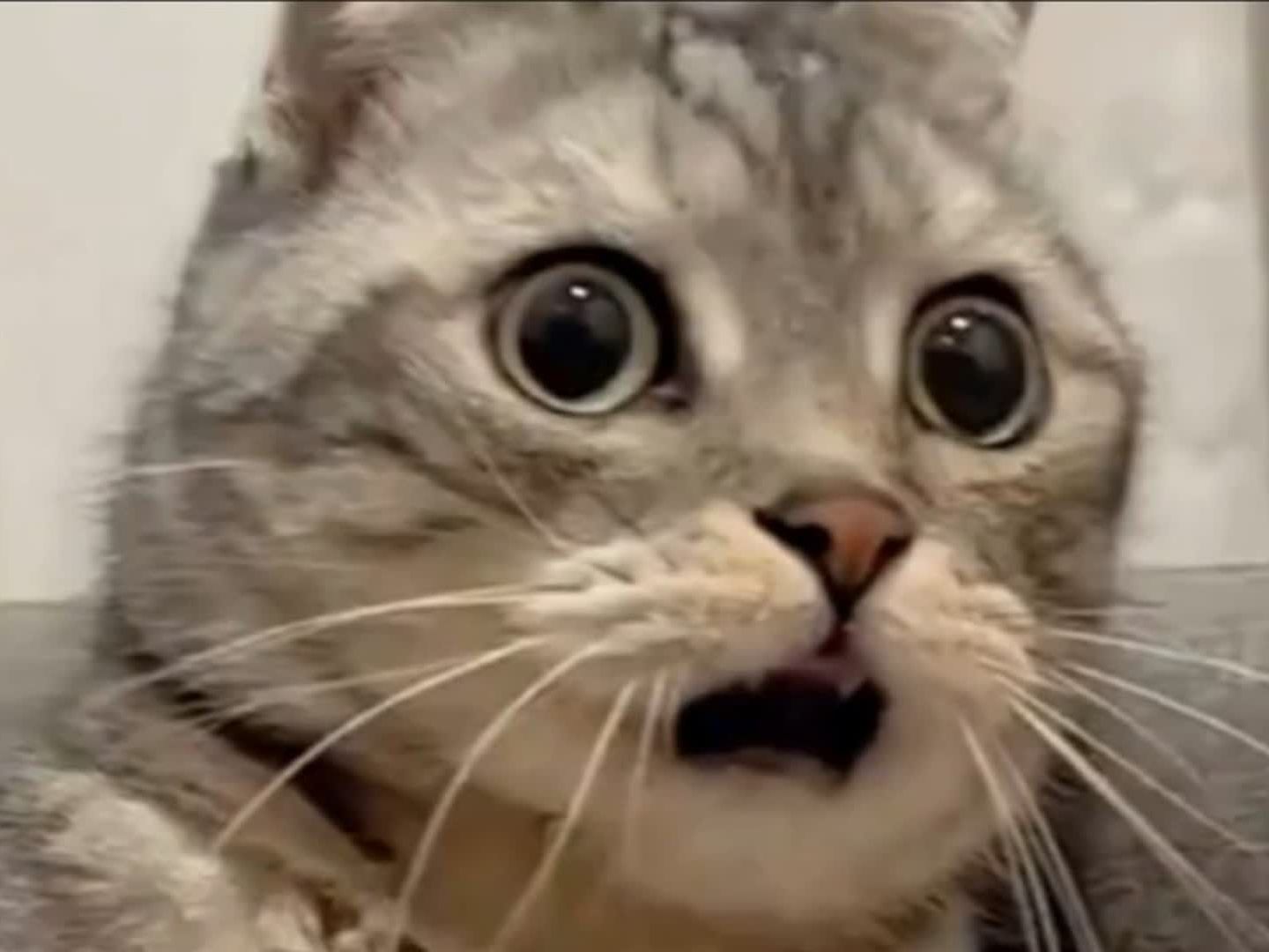 震惊全网（世界杯小组赛）吉布提同时比利时冠军赛比分-实战解析