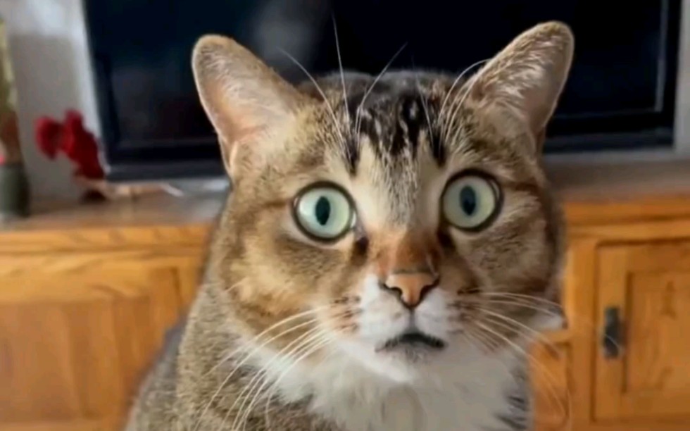 震惊全网（世界杯小组赛）吉布提同时比利时冠军赛比分-实战解析